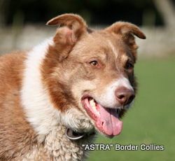 Astra Polar, Blue Merle and tan, Male border collie
